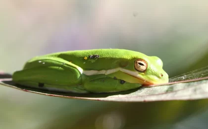 Sleeping green tree frog animal