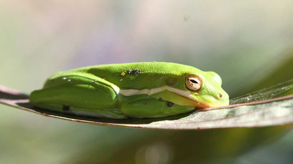 Boiling frogs and learning new systems